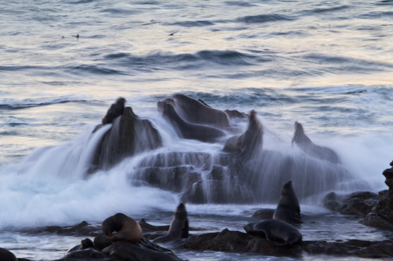 Waves Breaking Over Rocks And California Sea Lions